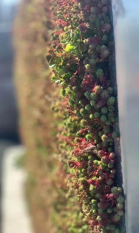 Nahaufnahme von Sedum in eine Pflanzen-Gabione gepflanzt