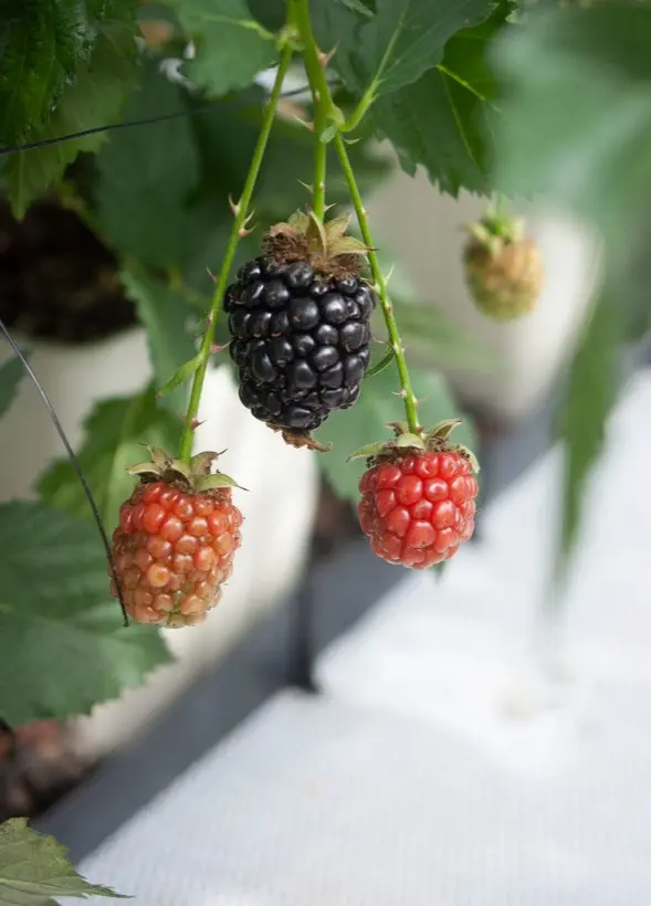 Frische-Brombeeren-am-Strauch-im -Anbau