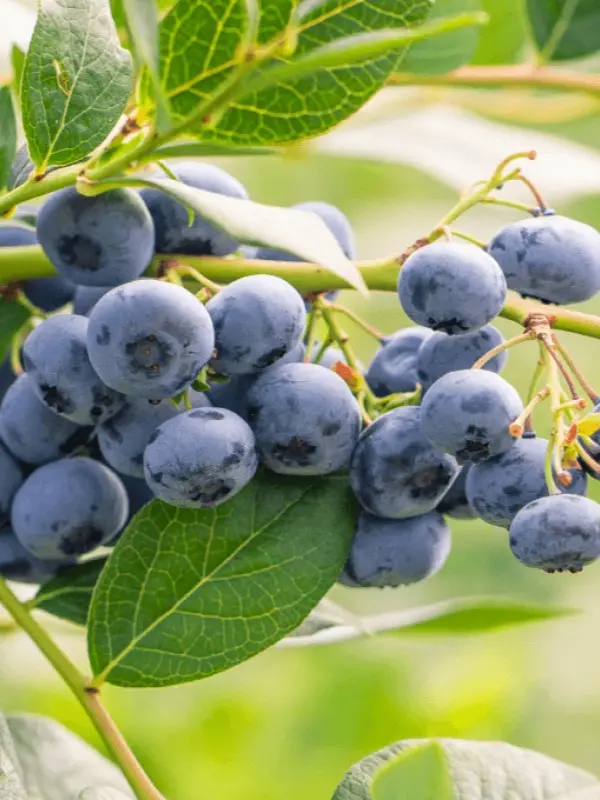 Heidelbeeren-am-Busch-mit Blättern-im-Hintergrund