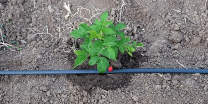 Nahaufnahme-von-Tropfleitung-auf-Anbaufeld