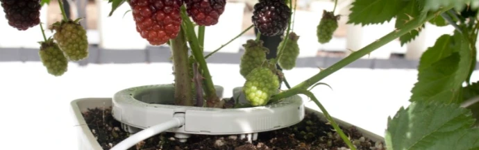 Bewässerung von Himbeeren mit Bewässerungsringen im Gewächshaus