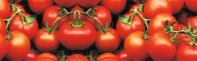 Nahaufnahme von leuchtend roten, reifen Tomaten am Strauch als Symbol für erfolgreichen Gemüseanbau.
