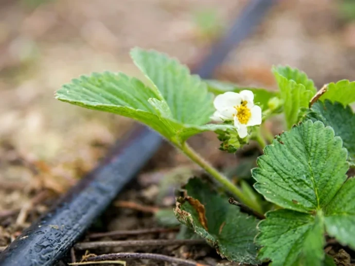 Bewässerung von Erdbeerpflanzen mit Tropfbewässerung
