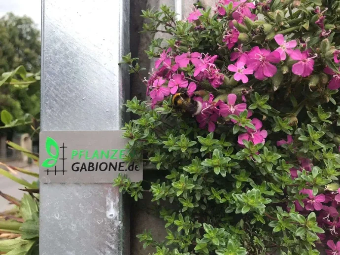 Nahaufnahme einer Pflanzen-Gabione mit Bepflanzung mit Logoschild