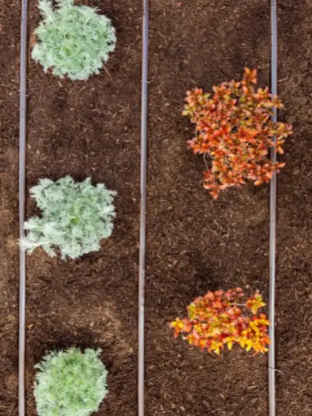 Draufsicht auf verlegte Tropfleitungen zwischen Pflanzen