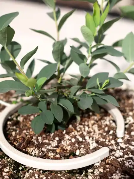 Netafim Bewässerungsring Net-Bow in einem Kübel