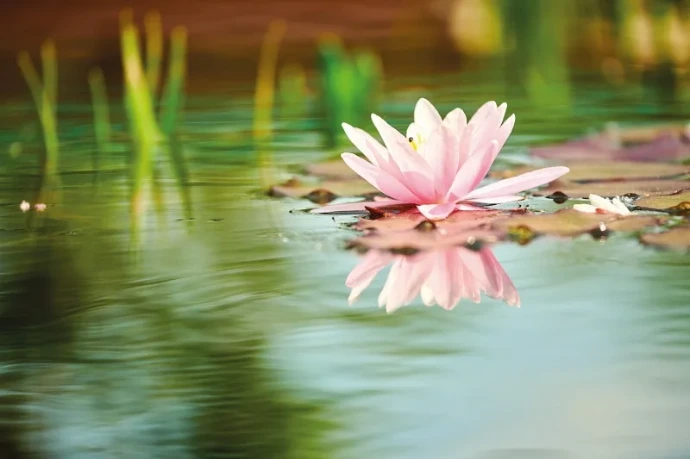 Schöne Seerose die sich auf der Wasseroberfläche spiegelt