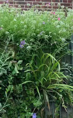 Immergrüne Bepflanzung an einer Pflanzen-Gabione