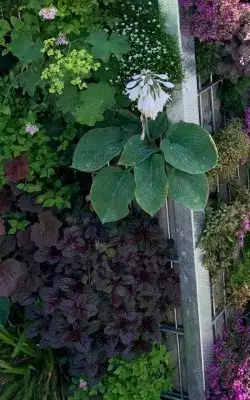 Pflanzen-Gabione für einen Standort im Schatten