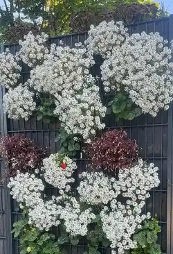 Pflanzen-Gabione für den Sonnenstandort