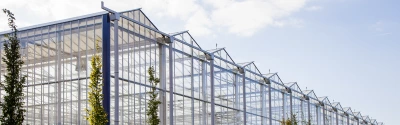 Bild-von-Gewächshäusern-für-Gemüse