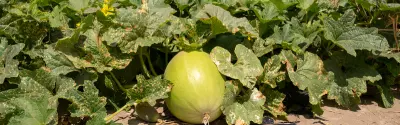 Großer-Kuerbis-im-Freiland