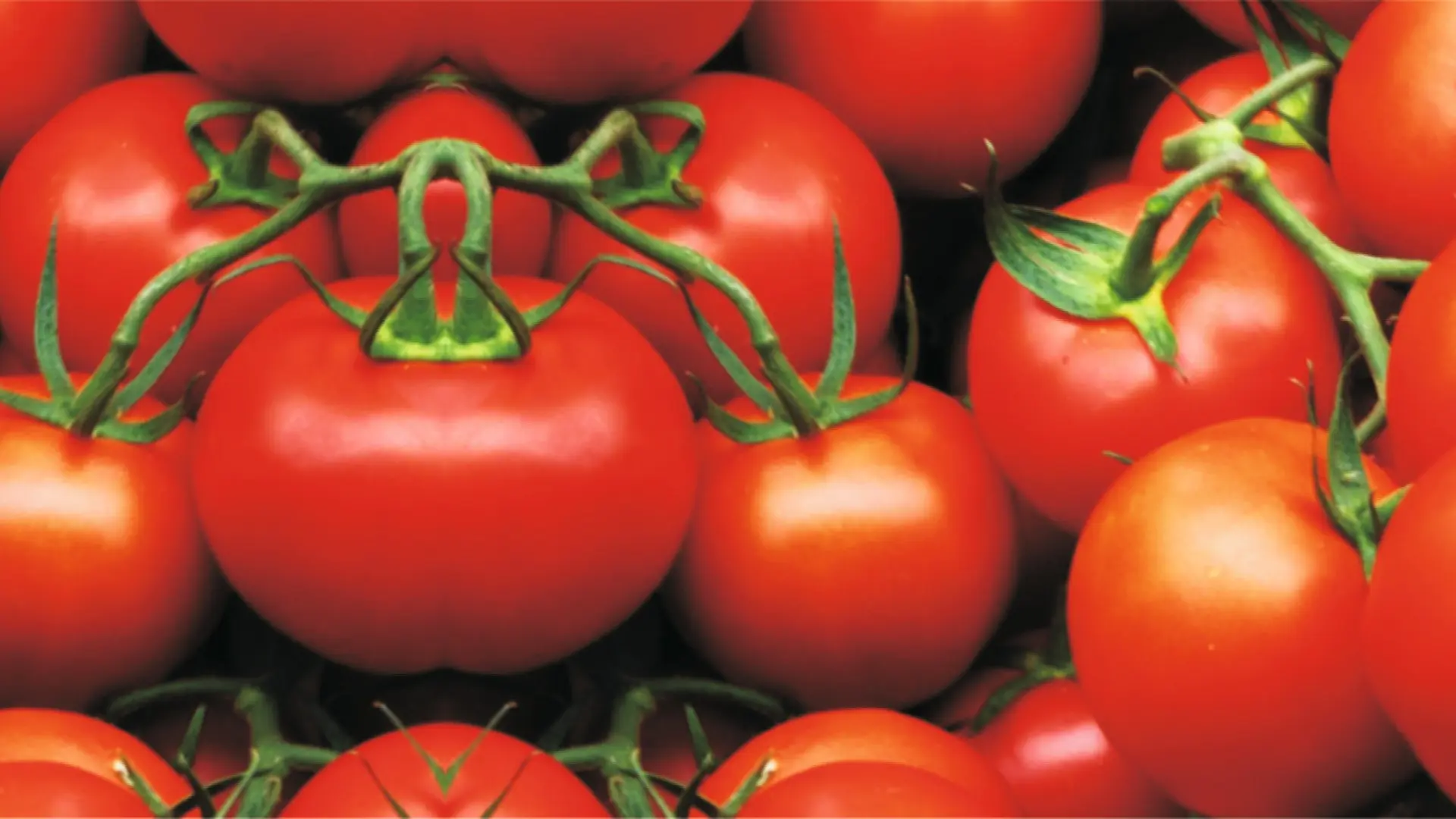 Reife Tomaten an der Rispe, mit Tropfbewässerung gezogen