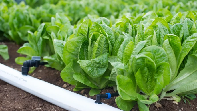 Frischer-Salat-auf-Feld-mit-Tropfbewaesserung