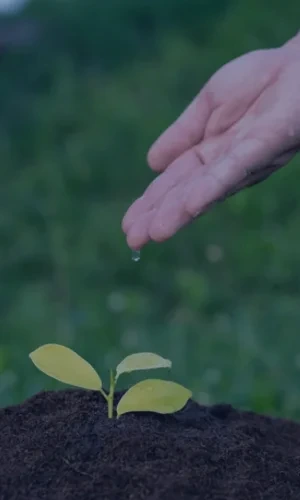 hand-gibt-wassertropfen-auf-junge-pflanze