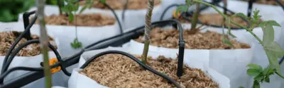 nahaufnahme-von-tropfbewaesserung-in-der-baumschule