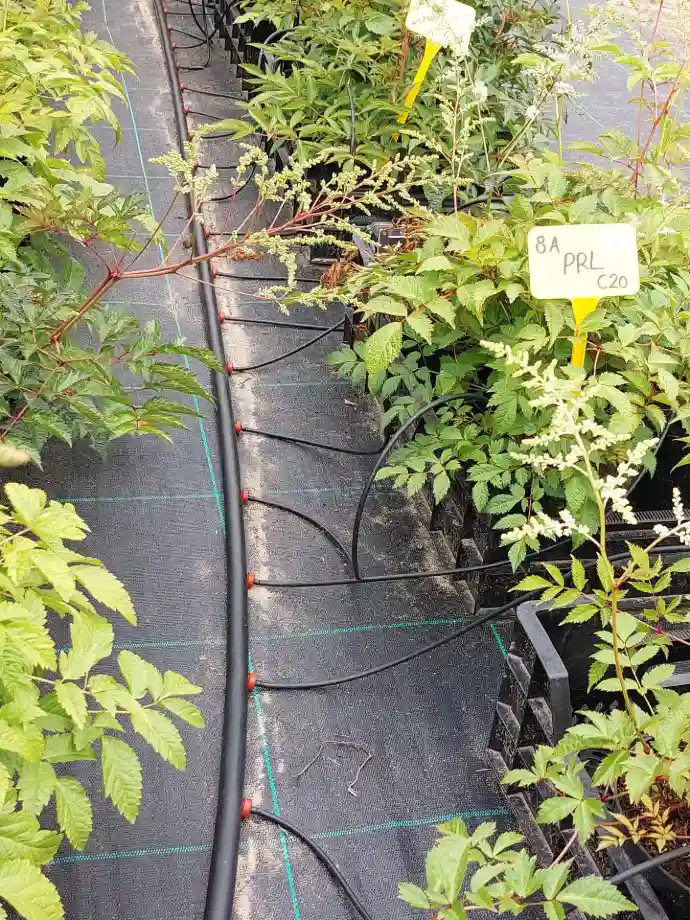 tropfbewaesserung-in-der-pflanzenzucht