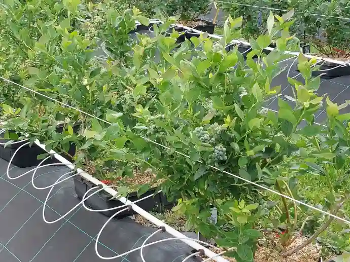 bewaesserung-mit-einzeltropfern-in-der-baumschule