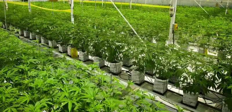 Tropfbewaesserung-Cannabis-Anbau