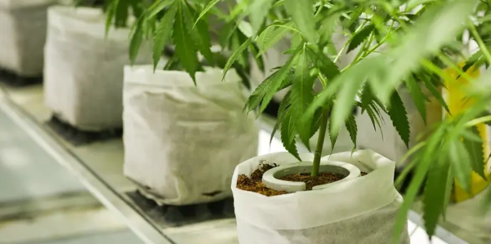 NetBow-Cannabis-Bewaesserung