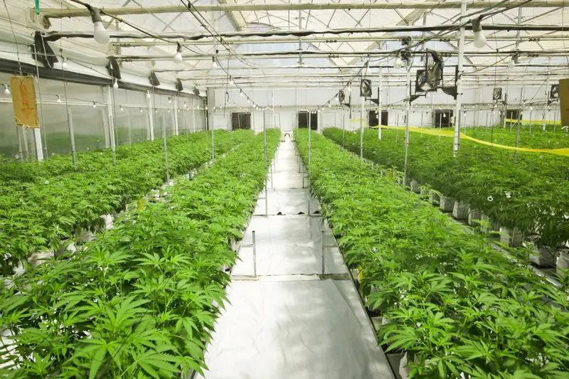 Tropfbewässerung im Cannabis-Gewächshaus