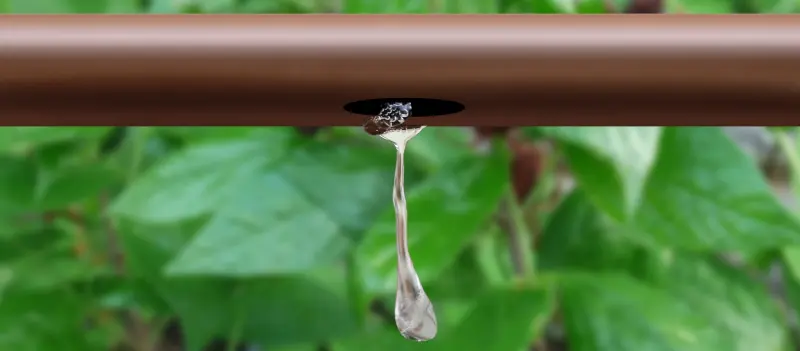 tropfen-von-tropfleitung-vor-blaettern