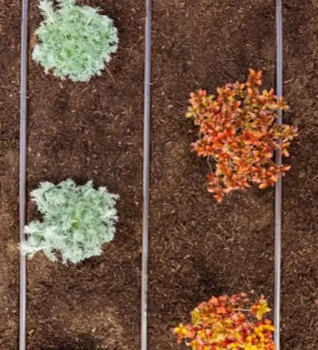 tropfleitung-schema-mit-pflanzen