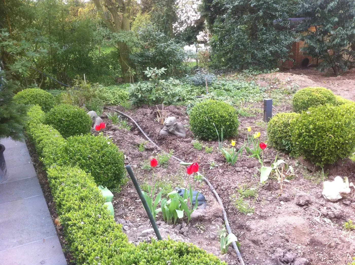 Beetflächen mit Buchsbaum und Tulpen, Tropfleitung wird verlegt