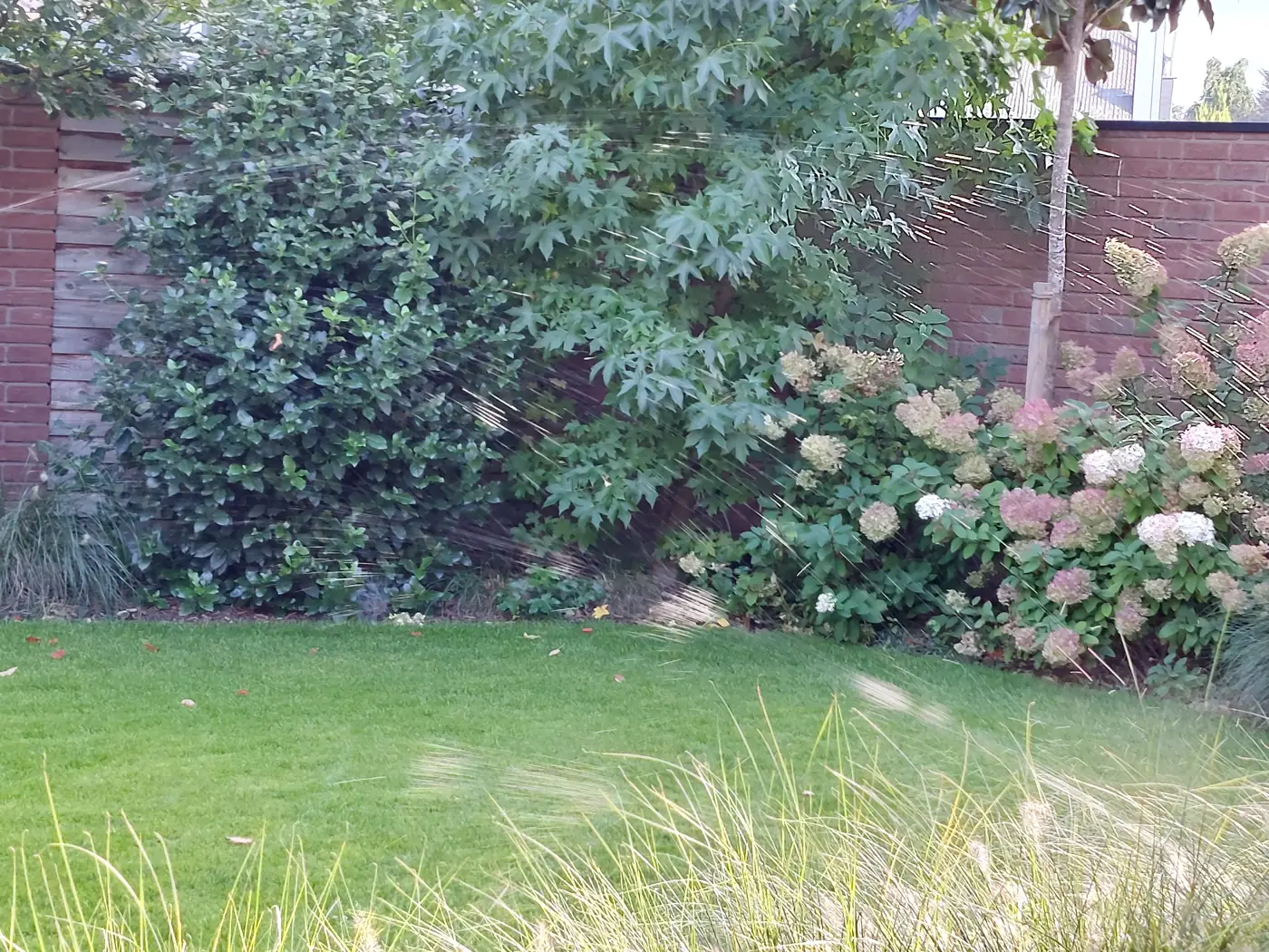Hecke und Hortensien am Sichtschutz, Rasenregner im Betrieb