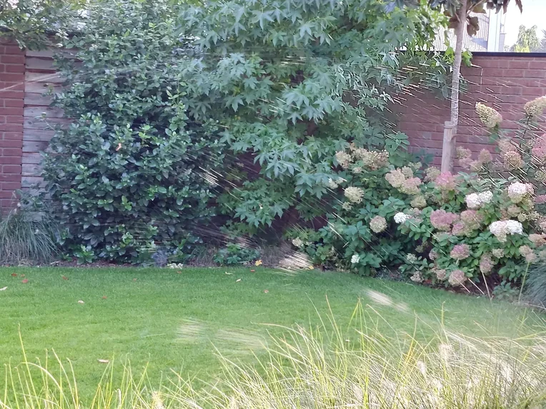 Hecke und Hortensien am Sichtschutz, Rasenregner im Betrieb