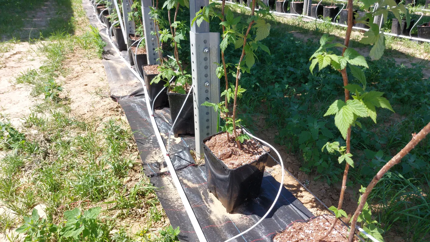 Himbeere im Container mit zwei Tropfern am Pfosten des Agri-PV-Gestells