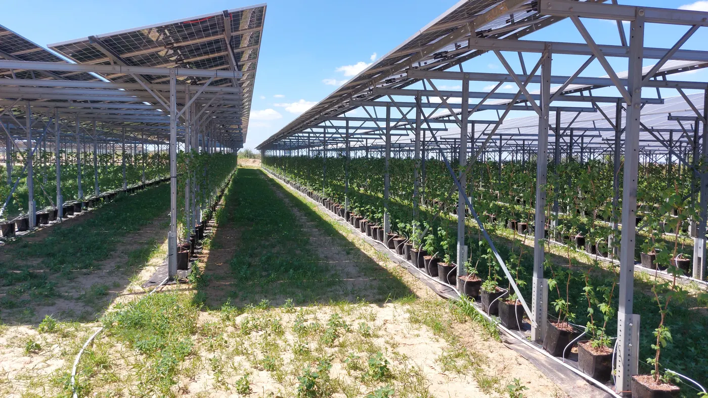 Blick durch die Gasse zwischen zwei Reihen der Agri-Photovoltaik-Anlage