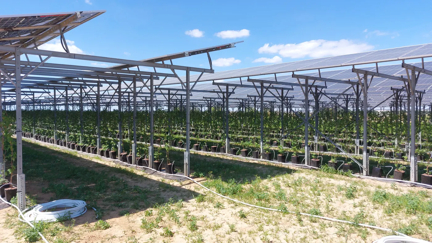 Agri-PV-Anlage mit Himbeerreihen unter schwenkbaren Solarpanels, Rollen mit Tropfleitung