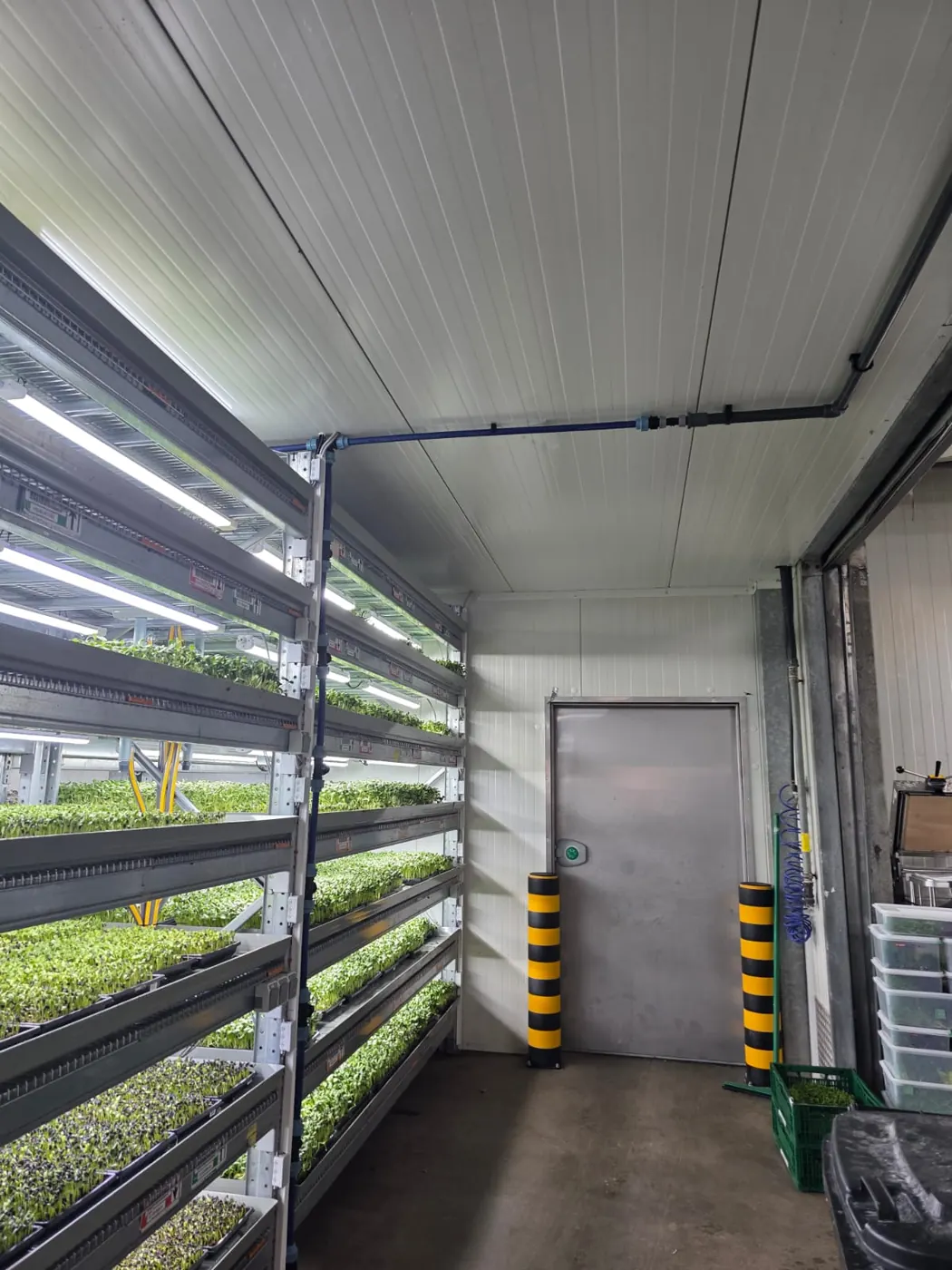 Regalanlage mit Kräutern unter LED-Licht, Zuleitung unter der Decke
