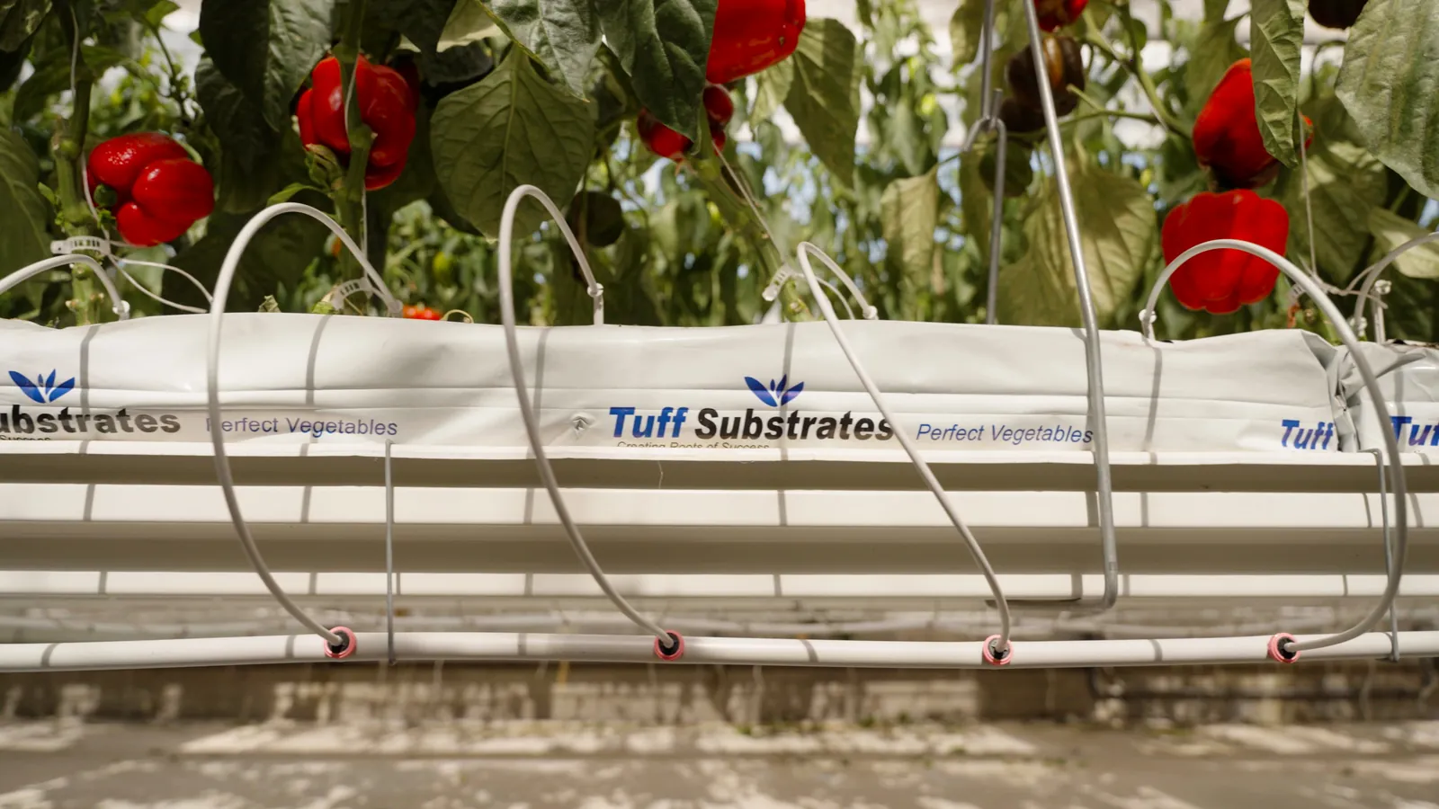 Fruchtgemüse im Substratsack unter Glas, je Pflanze ein Tropfer am Mikroschlauch
