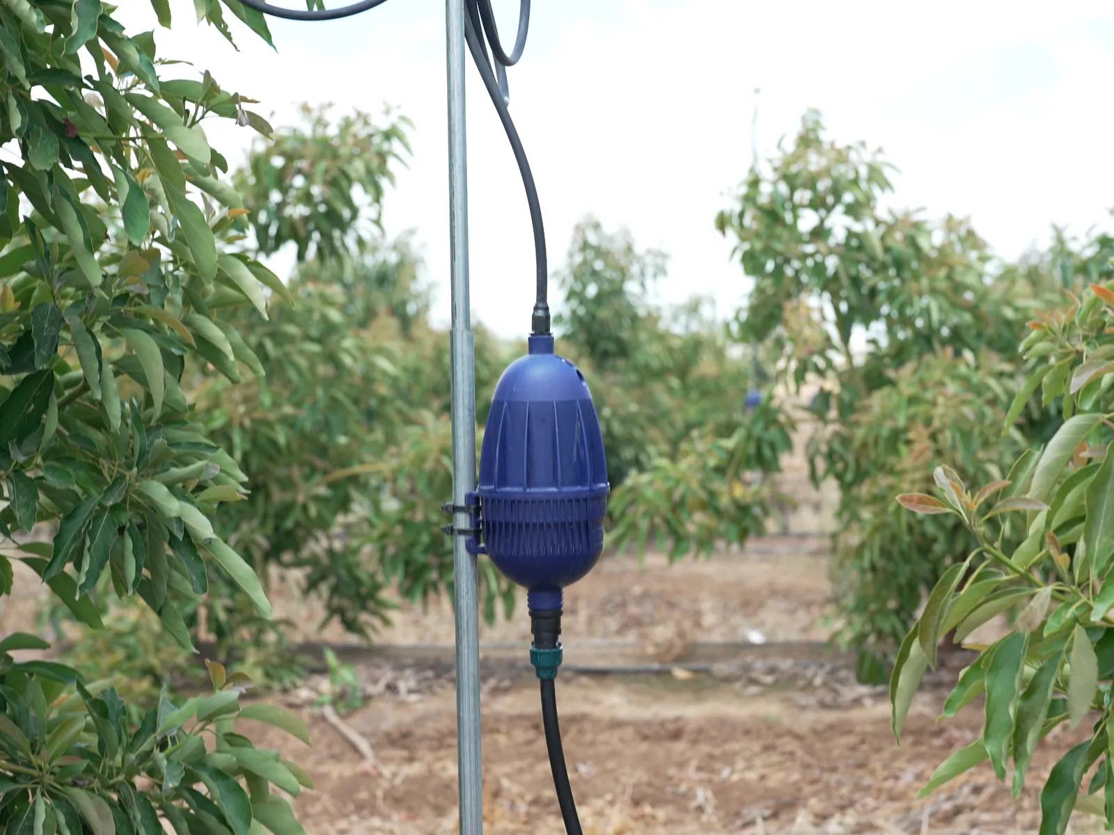 Netafim Mega-Pulsar Mikrosprinkler hängend in einer Obstplantage
