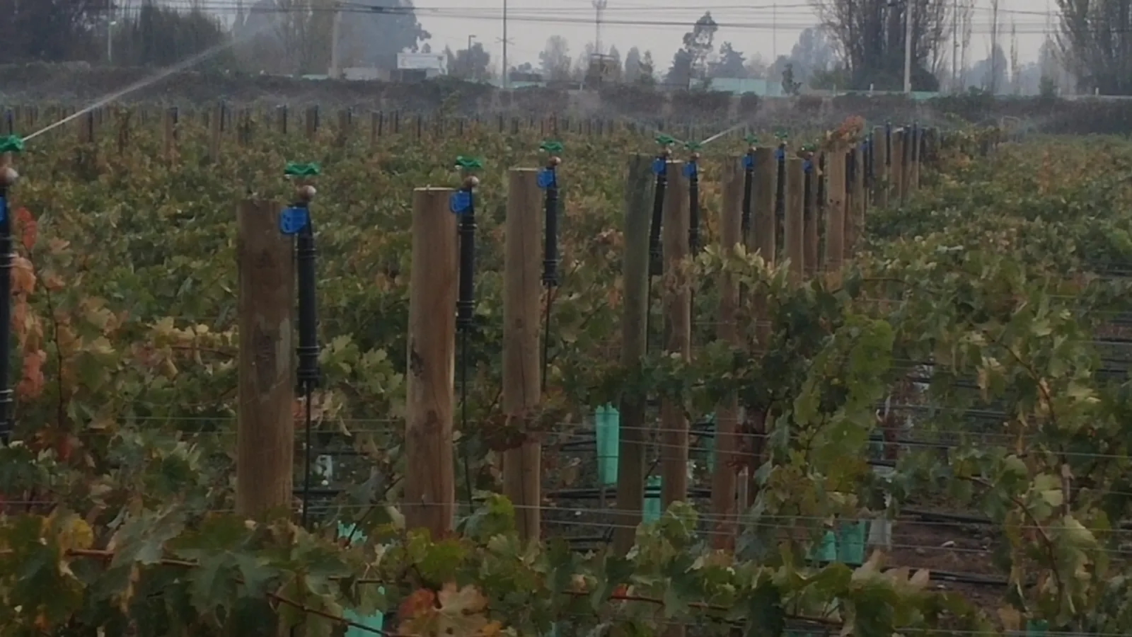 Weinberg mit Netafim StripNet Mikrosprinklern auf Pfosten für Frostschutz- und Überkronenberegnung