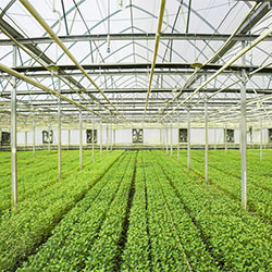 geschuetzter_anbau_gemuese