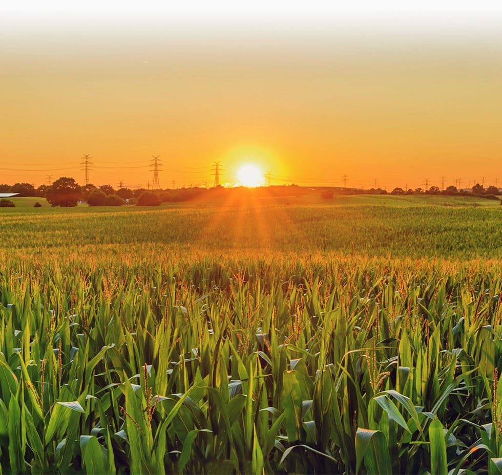 bewaesserung-landwirtschaft-feld-mais