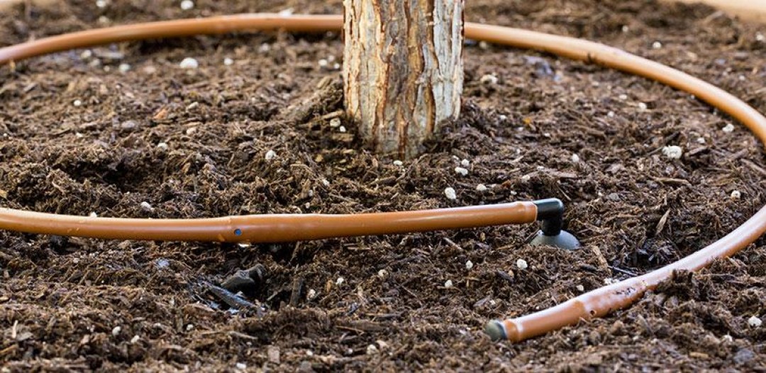 baum bewaessern mit tropfleitung