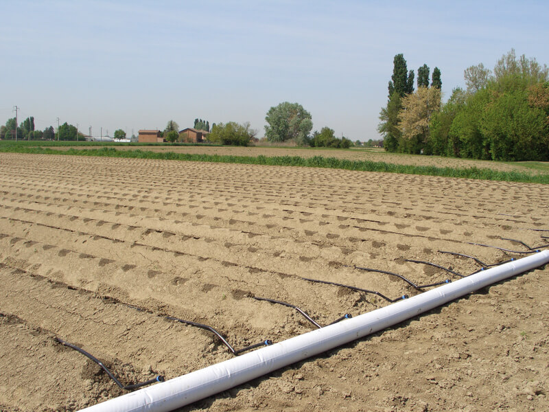 tropfschläuche-auf-einem-feld-verlegt-und-an-hauptleitung-angeschlossen