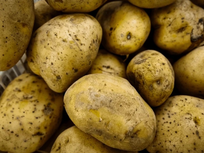 gruppe-von-kartoffeln-in-der-nahansicht